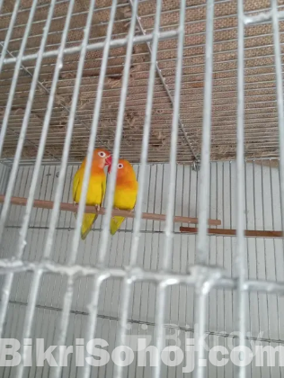 লাভ বার্ড